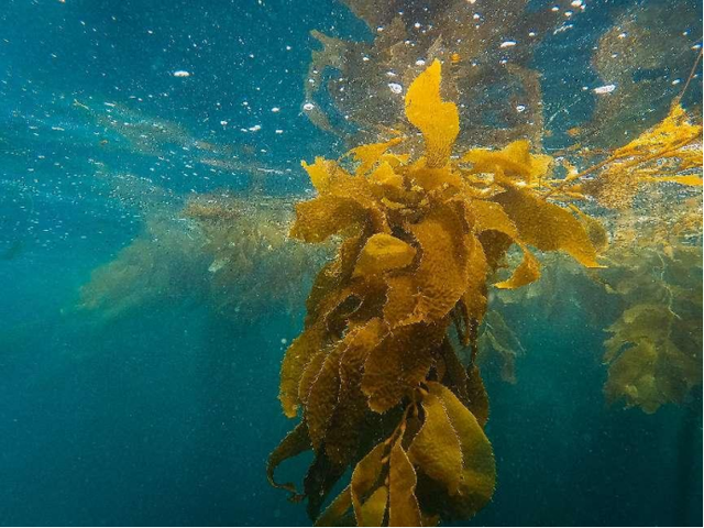 孕早期不能吃的水果和食物，孕初期不能吃的食物和水果（怀孕初期有哪些需要注意的地方）