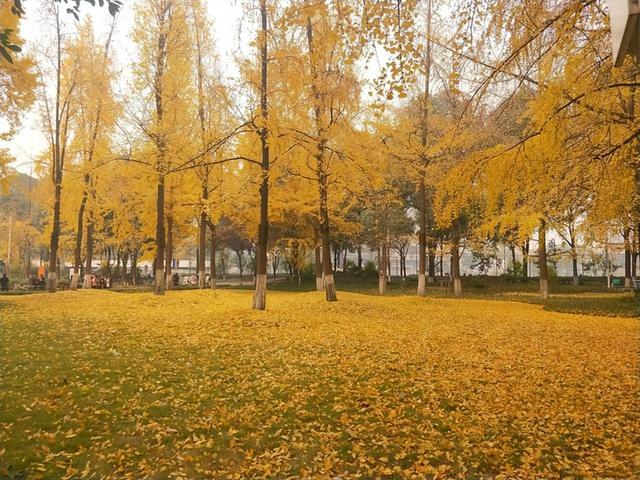 电子科技大学为什么不出名，电子科大985耻辱（电子科技大学因为谦让放弃了中国二字）