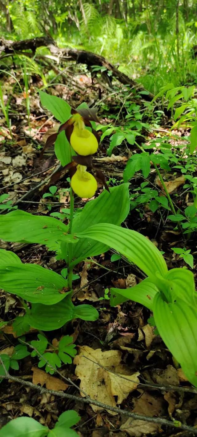 野生大花杓兰(杓兰花的保护级别)-娱宸网