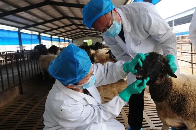 审车需要什么证件，审车需要带什么资料（涉身份证申领、车检、新交通标志......十月新规来了）