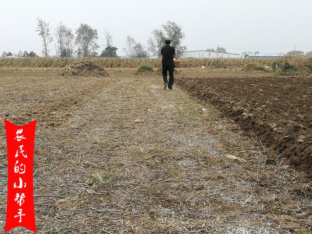 小麦一亩地能产多少斤，一亩地能产多少斤小麦（小麦亩产1200斤）