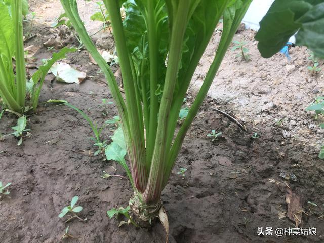 春天种什么农作物，春天最好种什么农作物（我要种这10种菜）