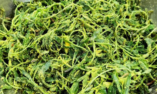 笤帚菜，这菜常被忽略（笤帚菜的样子）