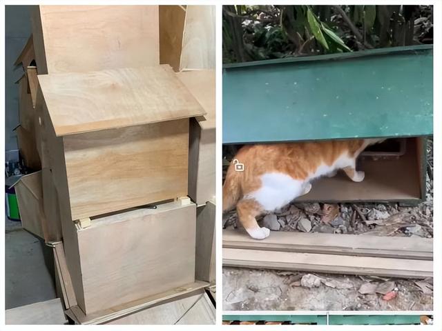 梦见整个房间东西全是白色的，梦见家里全是白色（曾花39天搜寻一只猫咪……“宠物侦探”你听过吗）