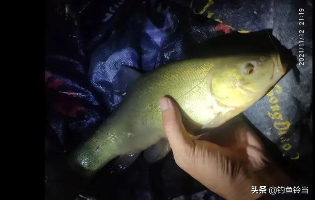 丁鱼岁（丁鱼系），怎样垂钓有皇家宠鱼之称的丁鱥（鱼丁系是啥）