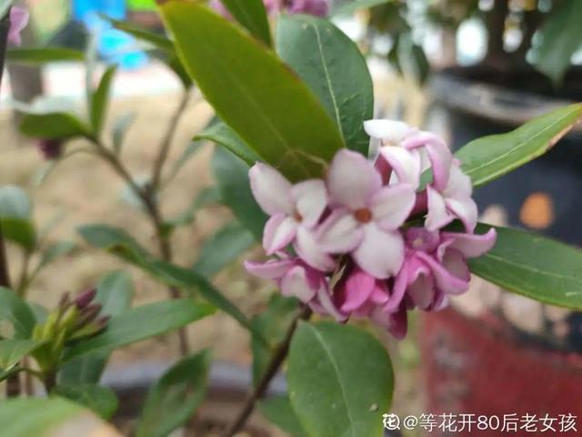 春天开的花有哪些，春天开的花有哪些是白色的（现在养正是开花好时候）