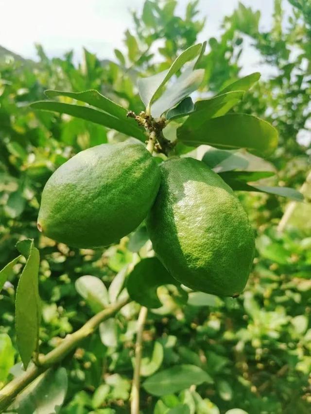 广西的特产水果有哪些，广西的特产有什么水果（满足水果控们的所有期望）