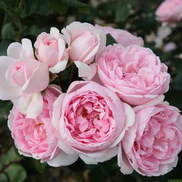 仙度瑞拉月季，仙度瑞拉是哪个公主（分享图片一一一灰姑娘月季）