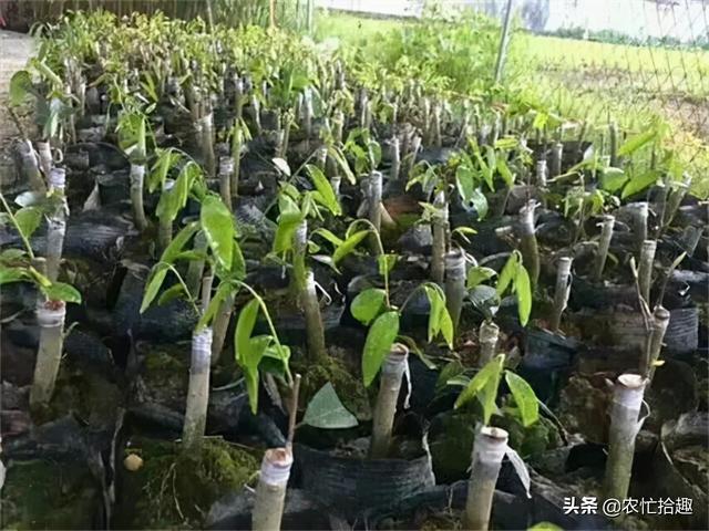 沉香种植方法与技术，沉香种植方法与技术（号称种5年赚5万）