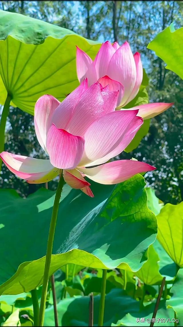 赏花的心情句子，赏花的心情句子唯美