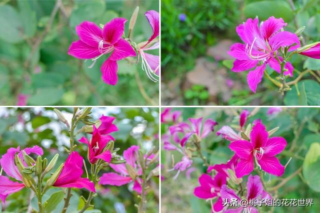 紫荆花的花语是什么，紫荆花的花语是什么意思啊（到底哪一种才是真正的“紫荆花”）