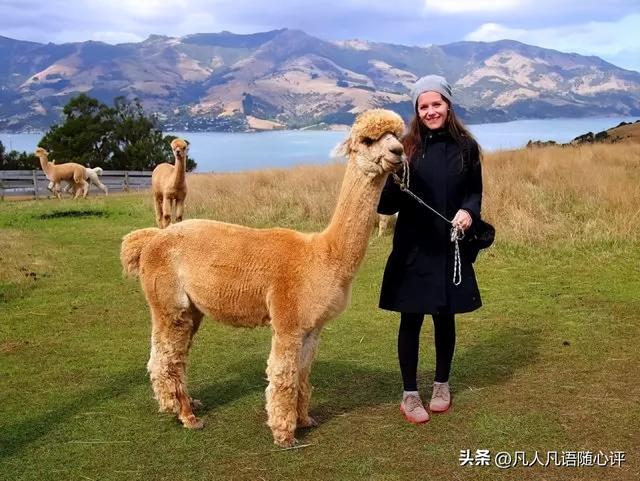 世界上最大的蛋，世界上产蛋最大的鸟是什么（这些新西兰的“神奇宝贝”）