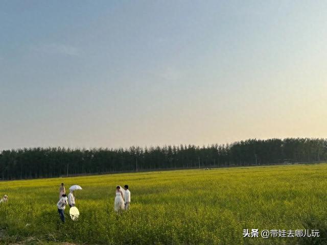 最佳油菜花观赏地，快来这里看油菜花海