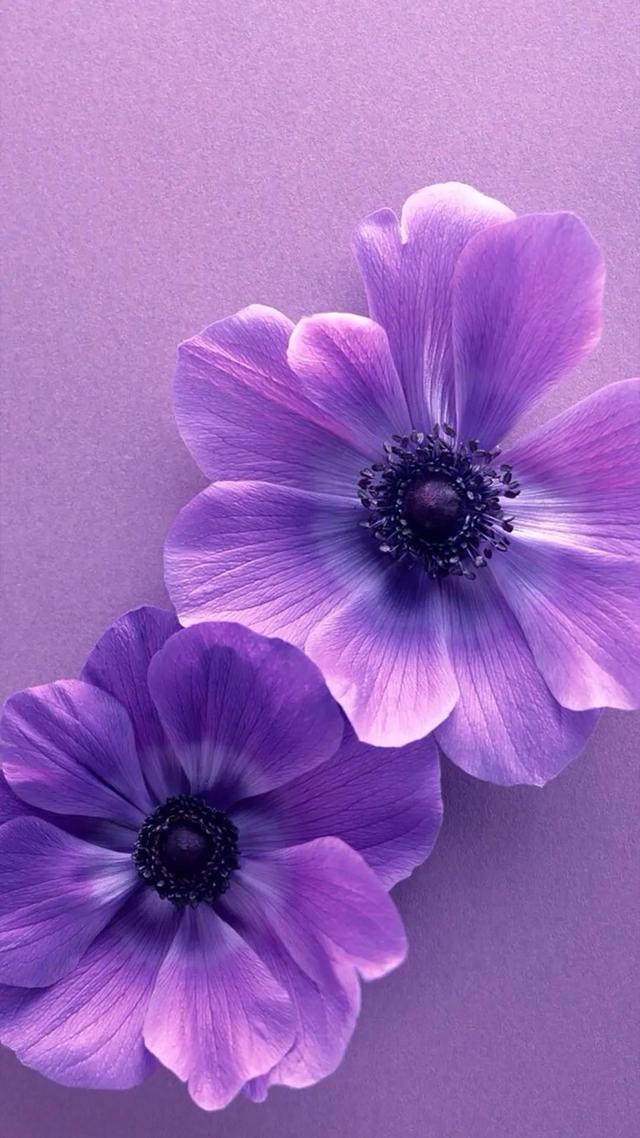 唯美壁纸紫色竖屏图片