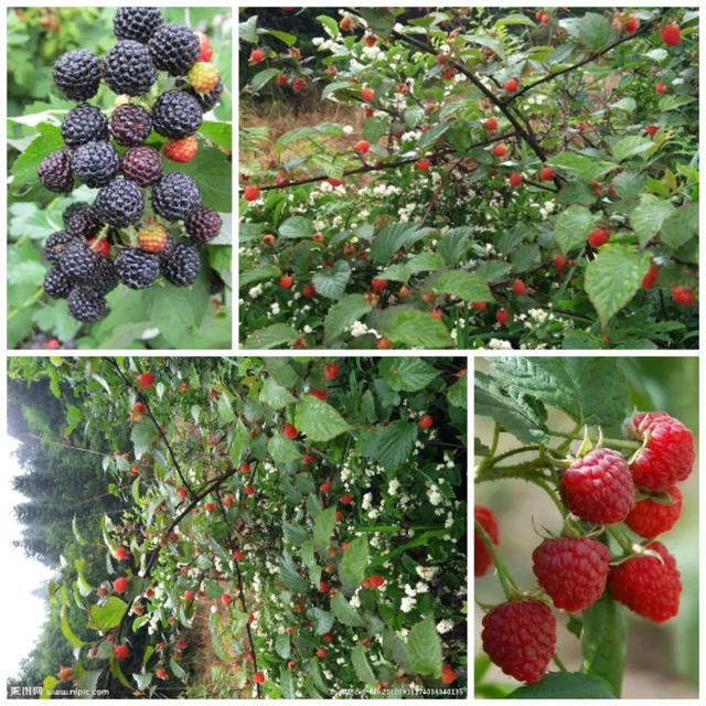 鸡嗉子果泡酒方法，泡鸡子酒处方（儿时的回忆）