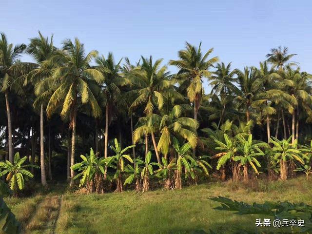 北京动物园百米巨蟒，太平洋底惊现百米巨蟒（海南巨蟒为报恩甘当“保镖”）