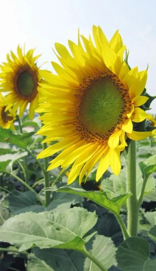 夸赞女人漂亮的句子，夸女人的美言佳句（女人如花，绚烂绽放，活出精彩）