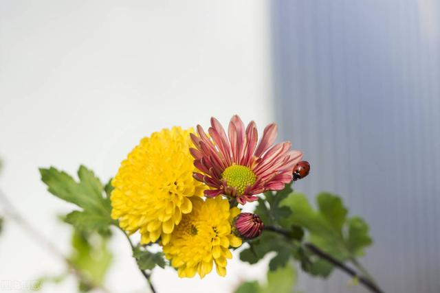 描写季节的句子，关于描写夏天季节的句子（关于秋天的唯美句子精选文案）