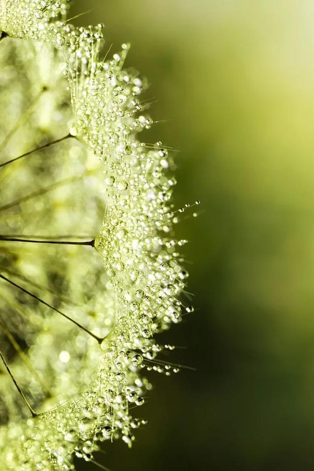 衤字旁的笔顺视频，衣字的笔顺怎么写（白露，露从今夜白，月是故乡明）