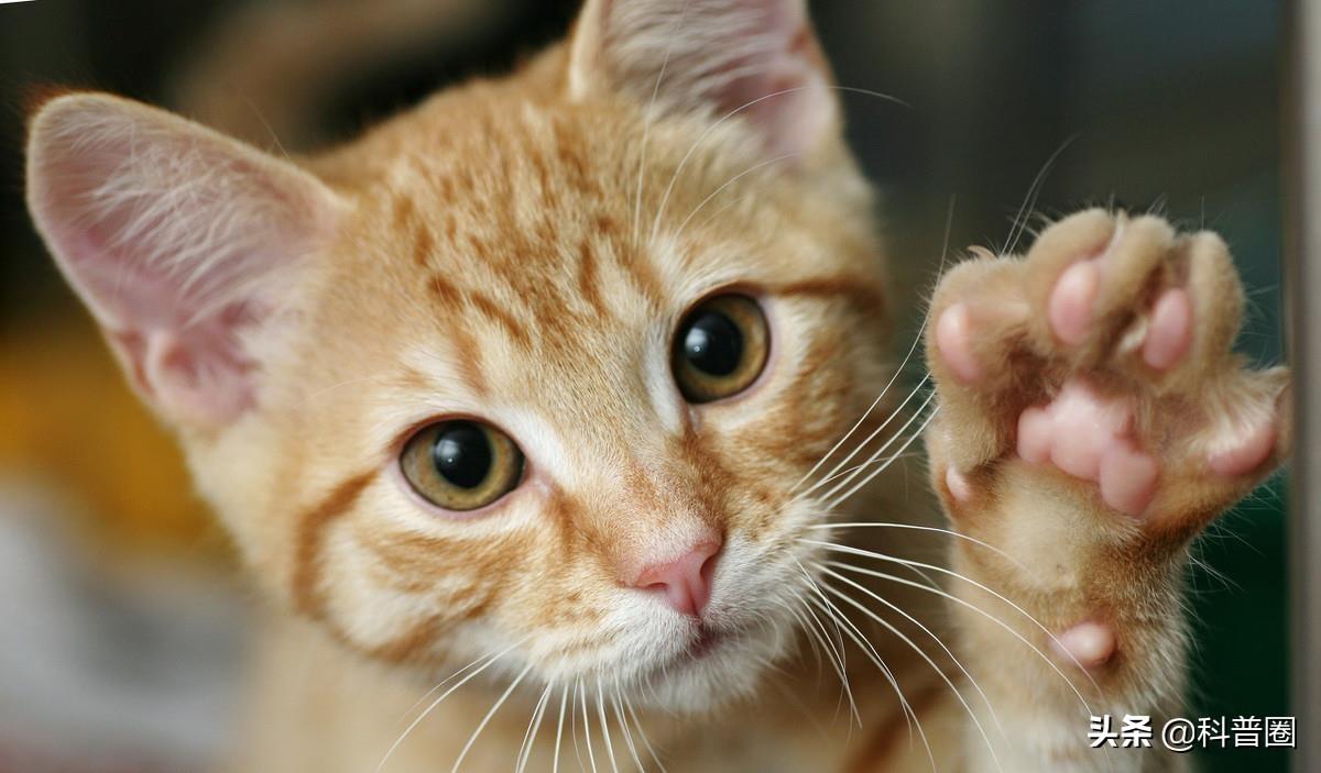 猫的生殖器(猫和狗连在一起)