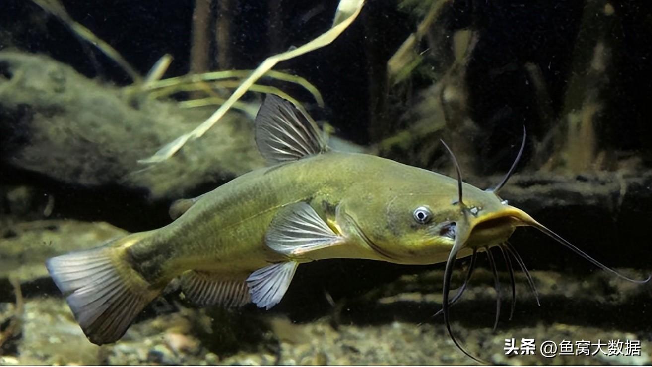 钳鱼和鲶鱼的区别(广东钓鱼人钓起1米多长的) - 去钓鱼