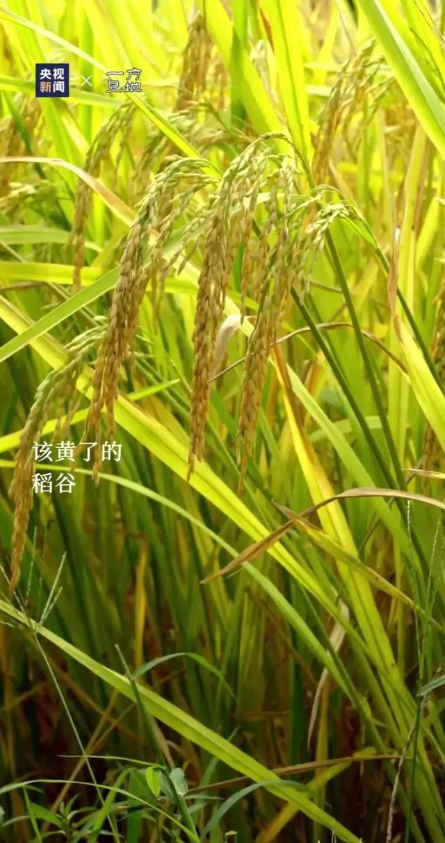 衤字旁的笔顺视频，衣字的笔顺怎么写（白露，露从今夜白，月是故乡明）