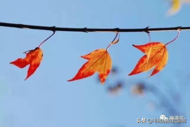 秋天最短好句10个字，描写秋天的句子（描写秋天的好词、好句、好段、好诗+范文）
