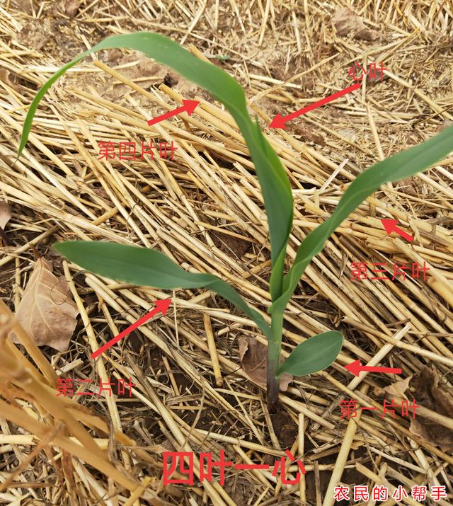 六毛啥意思，六毛五什么意思（2种情况，老农教你别数错了）