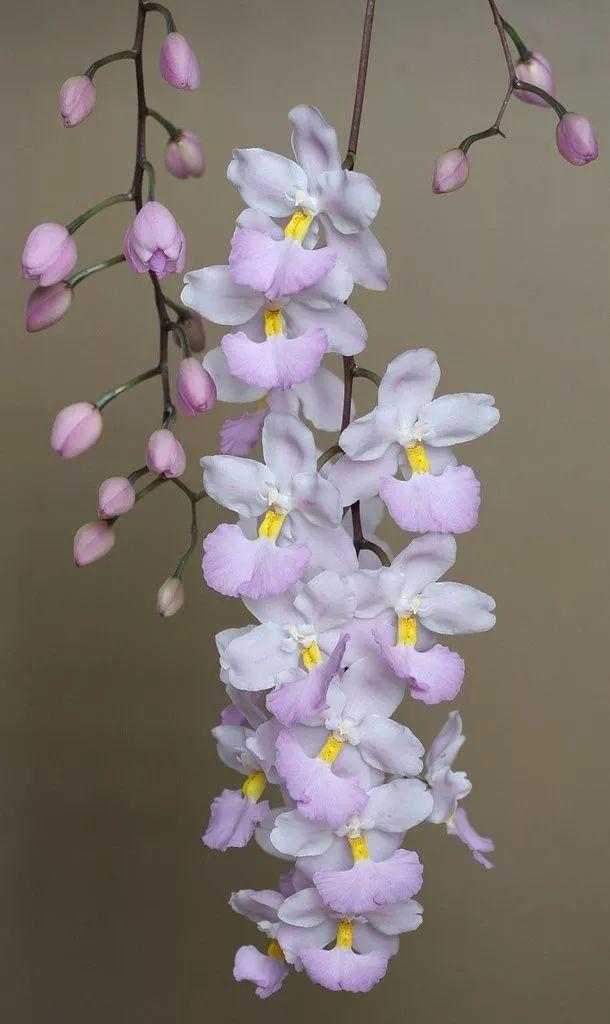 各种花的代表寓意，这几种花的寓意你知道多少