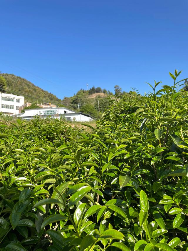 鸭屎香茶哪些人不能饮，鸭屎香单丛茶价格（什么是鸭屎香？是什么茶）