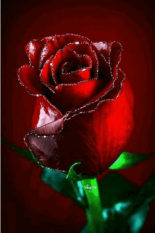 999朵玫瑰微信表情复制图片