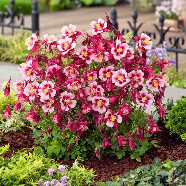 耧斗菜什么时候播种，耧斗菜种子几天能出苗（让它从冬天一直开到春天）