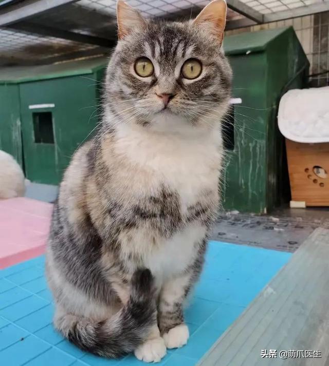 猫在花丛中 可爱图片，猫在花丛中头像（等着铲屎官来抱抱啦）