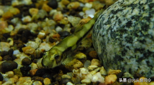 长江名贵鱼前十名，10大凶猛淡水鱼（我国保护的鱼类有87种）