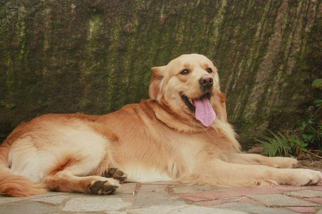 城市允许养的护卫犬，城市女生适合养的护卫犬（城市没有禁养的几种“大狗”）