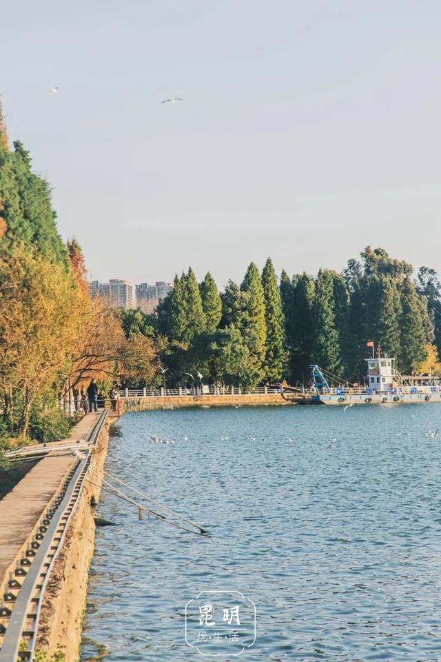 云南最好吃的野生菌在哪，中国最浪漫城市非她莫属