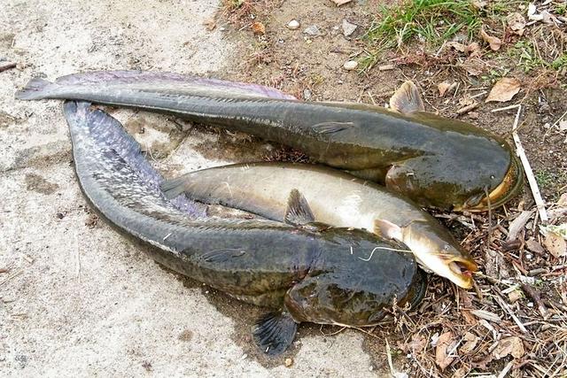 白色的鱼是什么鱼，白色的观赏大鱼是什么鱼（黑龙江鱼类之“三十二杂鱼”图谱）