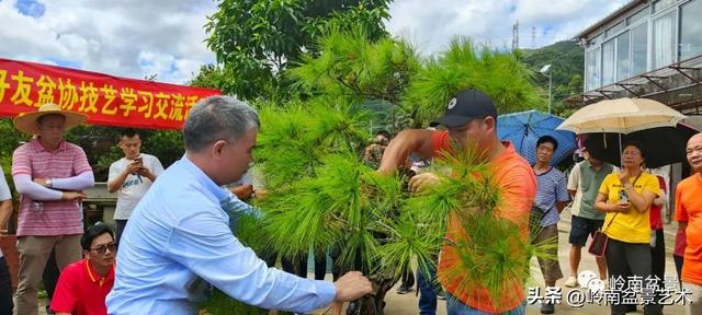 7月开什么花，哪些花是夏天开的（八月花飞万物生）