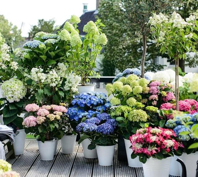 盆景花卉批发市场，重庆市花卉盆景批发市场在哪里（这几个平台市场随你逛）