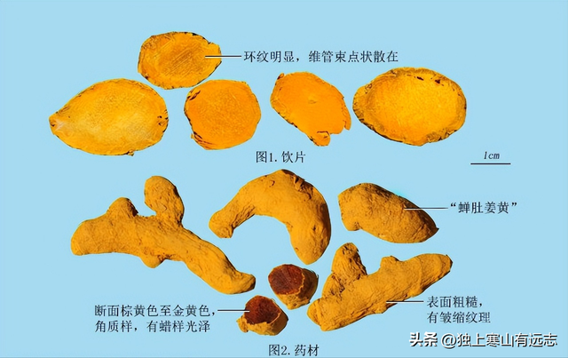 干姜和生姜的区别，生姜和干姜的区别（来自姜科家族的中药）