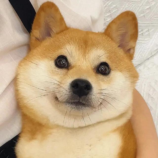 小动物头像可爱卡通，非常可爱的卡通小动物头像微信（壁纸小馆：萌宠头像）