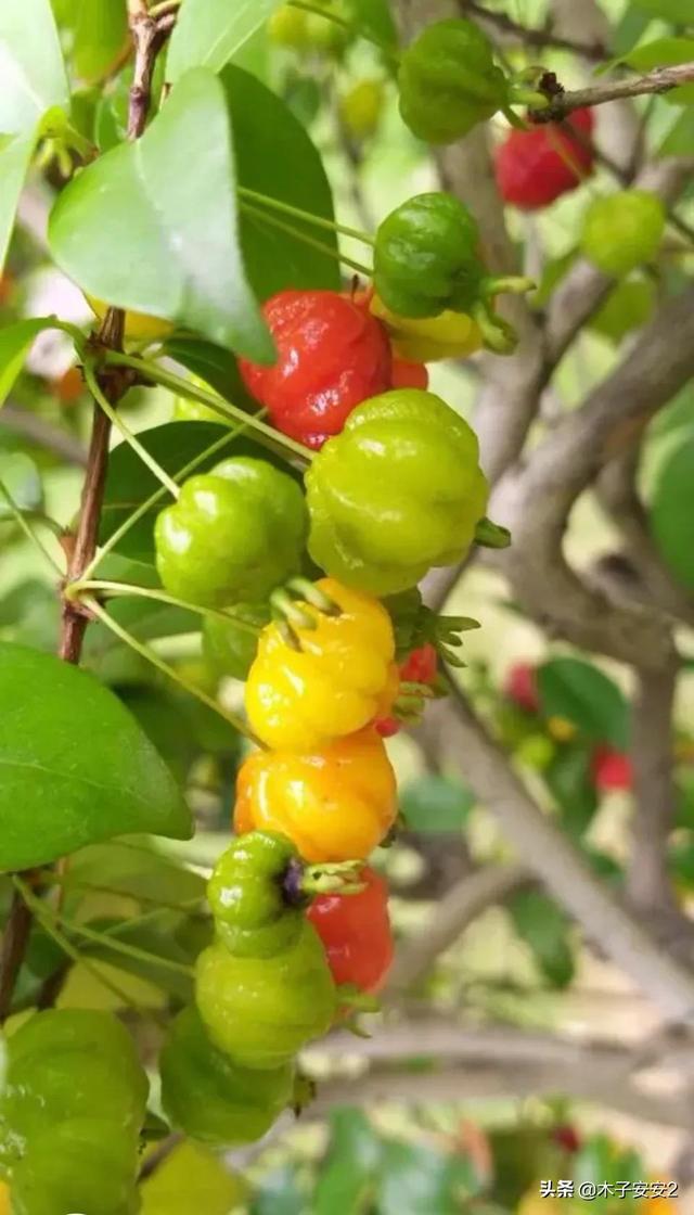 好吃又好看的巴西红果仔,巴西红果盆景室内能养活吗