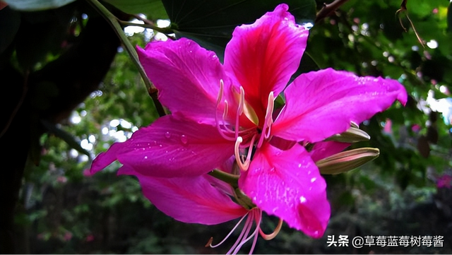 香港紫荆花的象征意义，紫荆花象征的意义是什么（香港区花为什么是紫荆花）