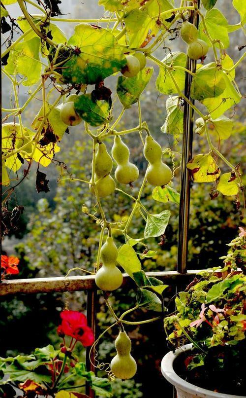 葫芦几月份种最好，文玩葫芦几月份种植（家庭如何种植手捻葫芦）