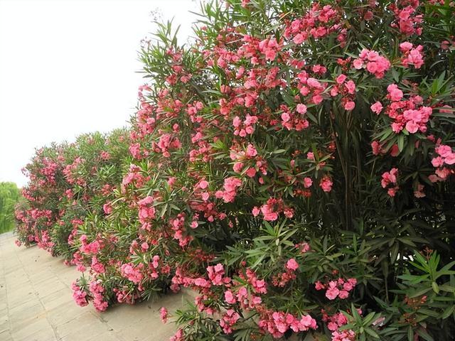 法国梧桐树苗多少钱一颗，法国梧桐树多少钱一棵（曾红极一时的7种“绿化树”）