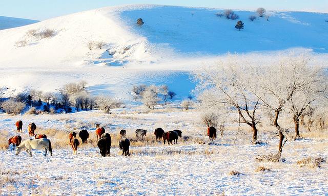 内蒙古大草原旅游攻略，暑假内蒙古旅游哪里好玩（内蒙古十大景区之）