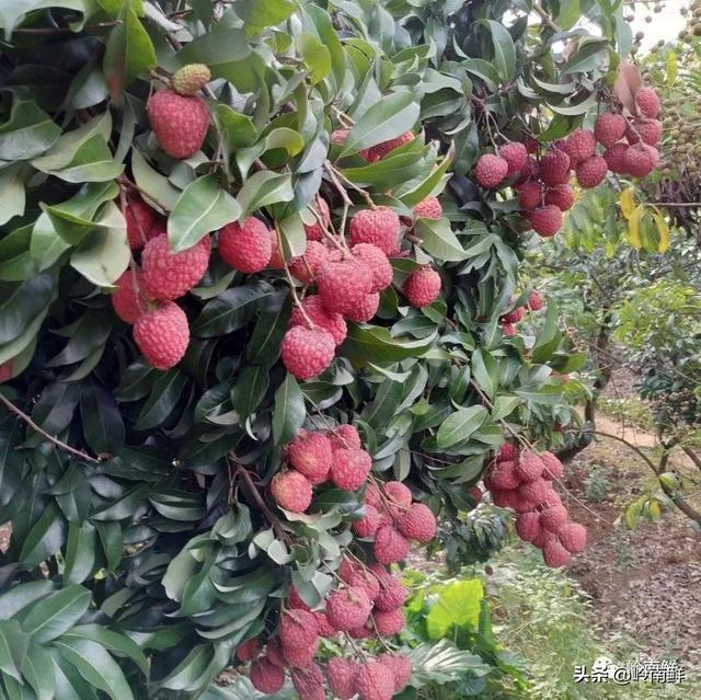 荔枝图序原文，荔枝图序原文及拼音朗读（中国最好吃的荔枝在哪里）