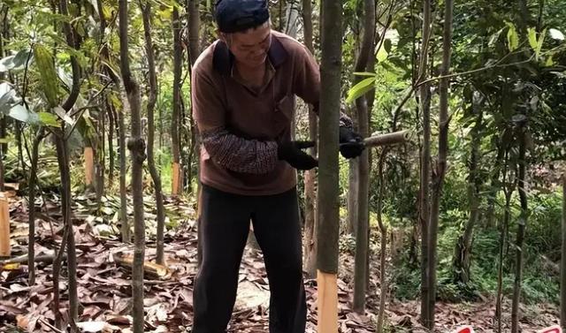 肉桂是什么，肉桂是什么东西图片（桂皮是桂花树还是桂圆树的皮）