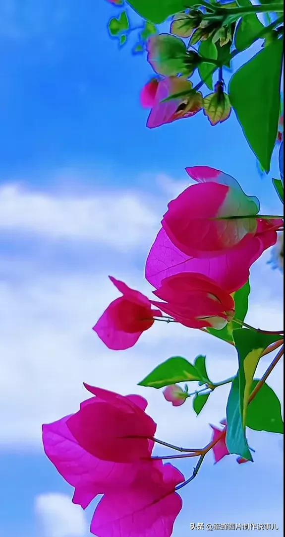 美图，可做壁纸，可以做壁纸的图片 唯美（愿你的生活像花一样灿烂）