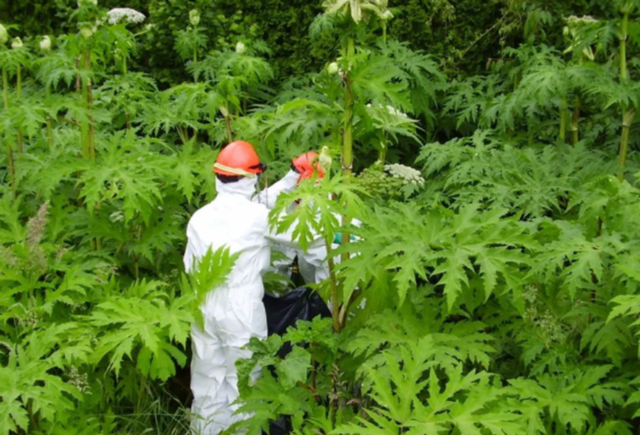 中国境内有大豕草吗，中国境内有大豕草吗图片（为何却在中国豪横不起来）